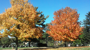 Fall Tag - Tree Fall Land Day Autumn Foliage Purple Pink England New Forest Red Leaves HD wallpaper