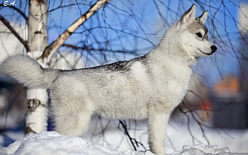 Animals, Dogs HD wallpaper
