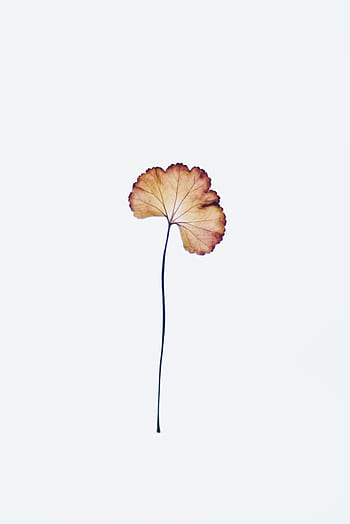 A single, delicate dry leaf captured against a white background, highlighting simplicity and fragility. HD phone wallpaper