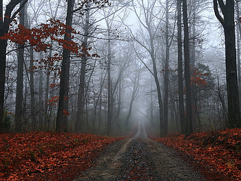 The Lightness of - being, trees, nature, flowers, forest HD wallpaper