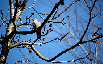 Animals, Autumn, Bird, Sit, Branch, Dove HD wallpaper