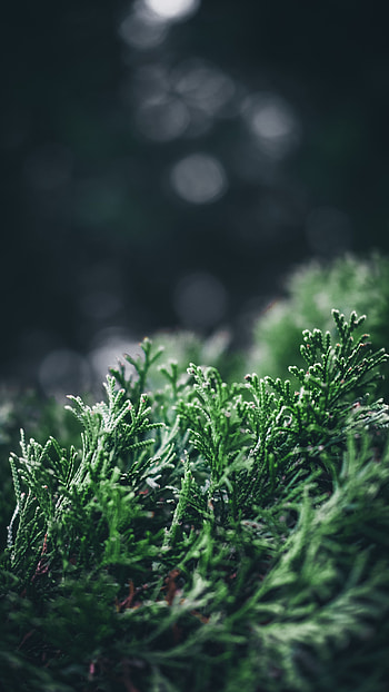 Leaves, Pine, Plant, Macro, Blur, Smooth HD phone wallpaper