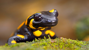 Fire salamander, Salamander HD wallpaper