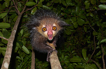 Tanalahorizon's Aye Aye, Adventurous Madagascar trip, Nature graphy, Memorable experience HD wallpaper