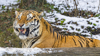 Tiger in Snow, animal, cat, tiger, snow HD wallpaper