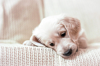 Animals, Muzzle, Puppy, Golden Retriever HD wallpaper