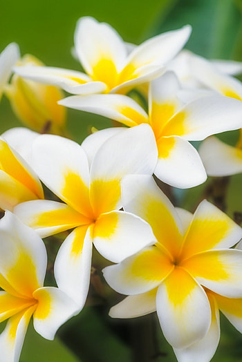 Nature's blossoms, Floral wonderland, Blooming paradise, Fragrant delights HD phone wallpaper