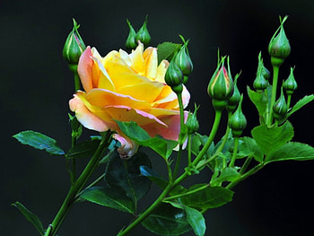 Yellow Rose, rose, buds, yellow, flower HD wallpaper