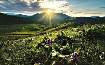 Dawn on the hill, hills, sunrise, mountain, flower HD wallpaper