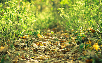 Nature, Grass, Leaves, Fallen HD wallpaper