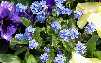 Forget-me-nots, blue, flowers, latvia HD wallpaper