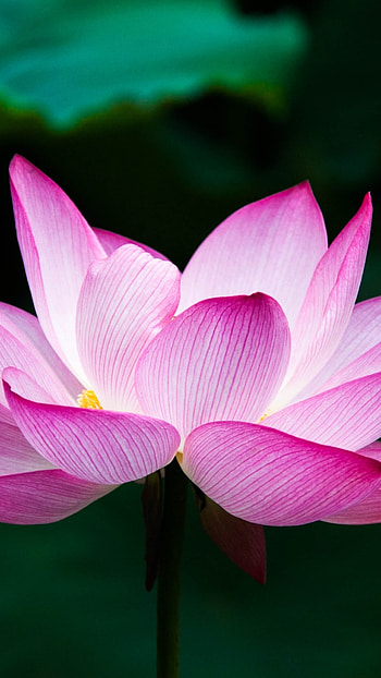 Lotus flower , Sony Xperia X HD phone wallpaper
