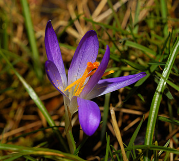 Grass, close up, bloom, crocus HD wallpaper