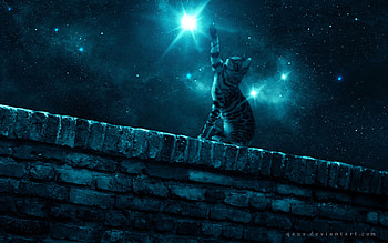 Stars, Night, Dark, Cat, Starry Sky, Paw HD wallpaper