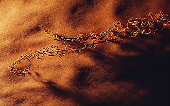 worm nature, background, worm, nature, flowers HD wallpaper