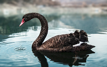 Black Swan, animal, black, bird, swan, water HD wallpaper