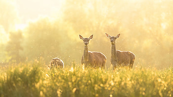Deer Grass , deer, animals HD wallpaper