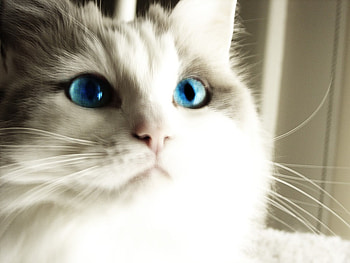 Blue Eyes, blue, white, animals, eyes, cat HD wallpaper