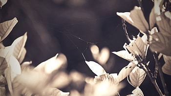 Leaves, Web, Macro, Shine, Light, Dry HD wallpaper