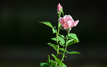 Roses, pink, nature, flowers HD wallpaper