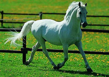 Walk through the Meadow, spanish, andalusian, horses, white, grey, meadow HD wallpaper
