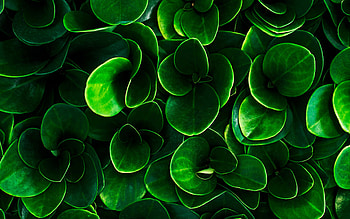 green leaves, close-up, environment, leaves textures, green plant, ecology concepts, natural textures HD wallpaper