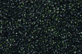Nature, Dark, Foliage HD wallpaper