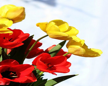 Spring Flowers, Flowers, Bloom, Spring, Petals HD wallpaper