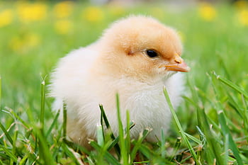 Cute fluffy chick enjoying springtime outdoors, ideal for nature graphy. HD wallpaper