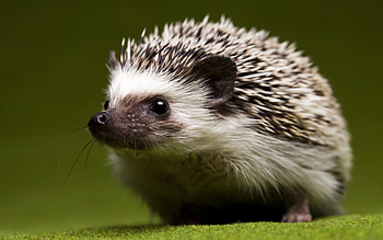 Hedgehog, Multicolored hedgehog, Vibrant quills, Nature's masterpiece HD wallpaper
