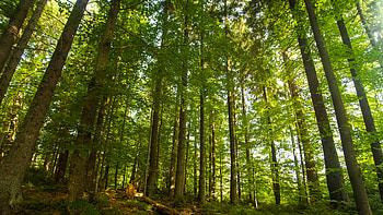 Beautiful Green Pine Trees Bushes Forest Background Forest HD wallpaper