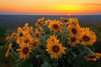 Steptoe Butte State Park Washington, flowers, sunflowers, park, sunset HD wallpaper