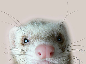 Whiskers, Ferrets HD wallpaper