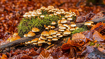 Mushrooms, nature, graphy, fungi HD wallpaper