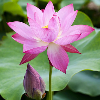 Purple lotus flower, Captivating graphy, Artistic canvas, Stunning beauty HD phone wallpaper