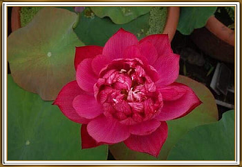 LOVELY LOTUS FLOWER, LOTUS, NATURE, LOVELY HD wallpaper