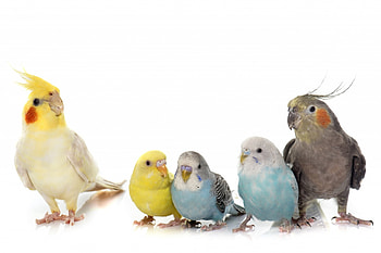 Parrots, blue, white, bird, yellow, cute, parrot HD wallpaper
