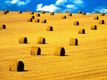Landscape, Fields HD wallpaper