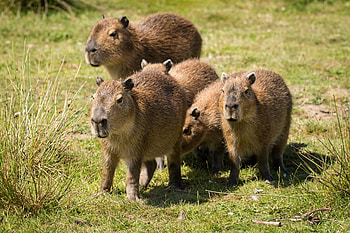 Capybara high definition, Beautiful background, Animal charm HD wallpaper