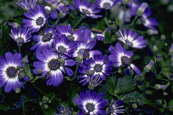 adi, nature, flowers HD wallpaper
