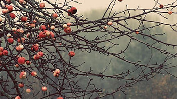 Apple, autumn, fruit, nature HD wallpaper