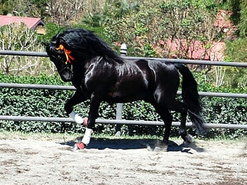 Shiny Beauty 1, spanish, andalusian, horses, black, shiny HD wallpaper
