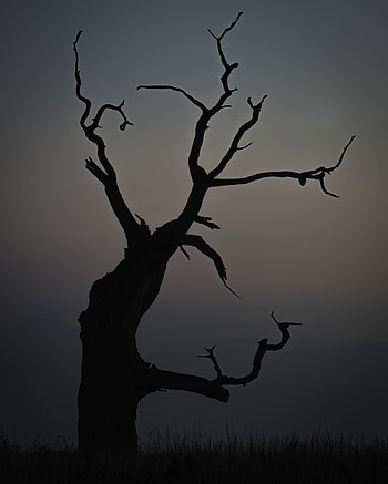 Nature, Twilight, Wood, Tree, Minimalism, Dusk HD phone wallpaper