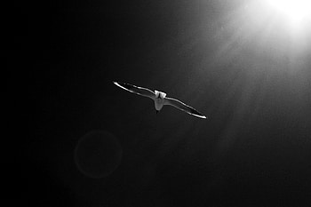 Sky, Bird, Bw, Chb, Gull, Seagull HD wallpaper