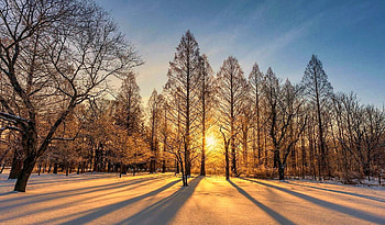 Sunrise in the park, trees, dawn, snow, park HD wallpaper