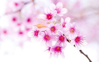 Spring beauty, nature, flowers, spring, petals HD wallpaper
