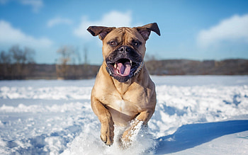 Animals, Snow, Dog, Bounce, Jump HD wallpaper