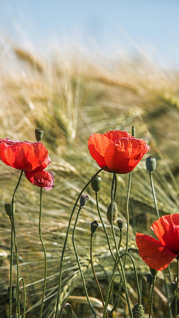 Poppy flower, Fields of red, Natural beauty, High quality HD phone wallpaper