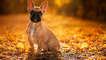 Brown French Bulldog Is Sitting On Dry Leaves In Yellow Blur Bokeh Background Dog HD wallpaper