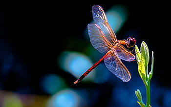 Dragonfly , Dragonfly HD wallpaper